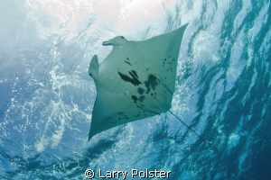 Another pic of more than a dozen Mantas in Devil's Highwa... by Larry Polster 